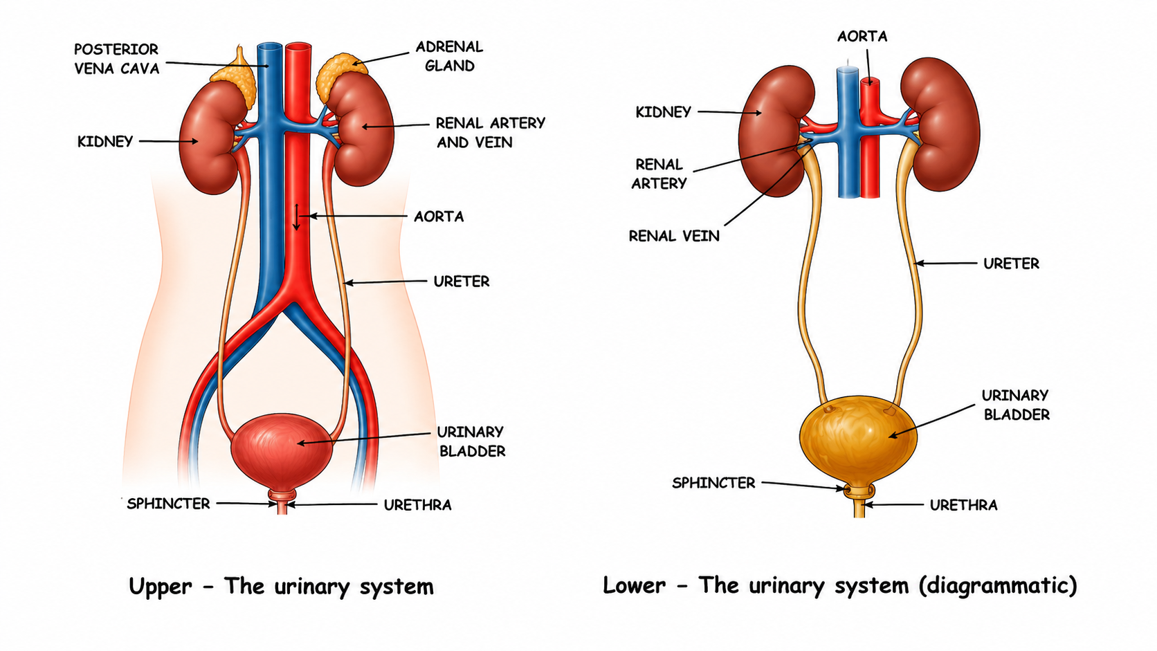 Fig 8.1: The human excretory system and the associated blood vessels